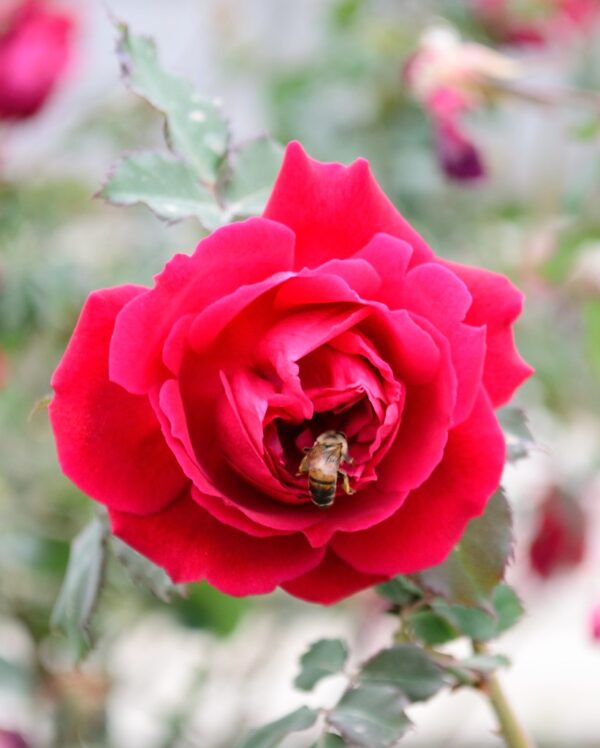 Rose Reproduction Process How Roses Reproduce: Understanding the Beauty of Nature - Flower Bar Cebu