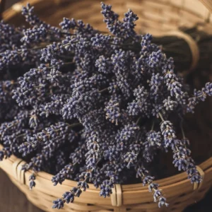 Dried lavander flowers arranged in a wicker basket
