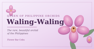 Waling-waling, the Queen of Philippine Orchids, by Flower Bar Cebu