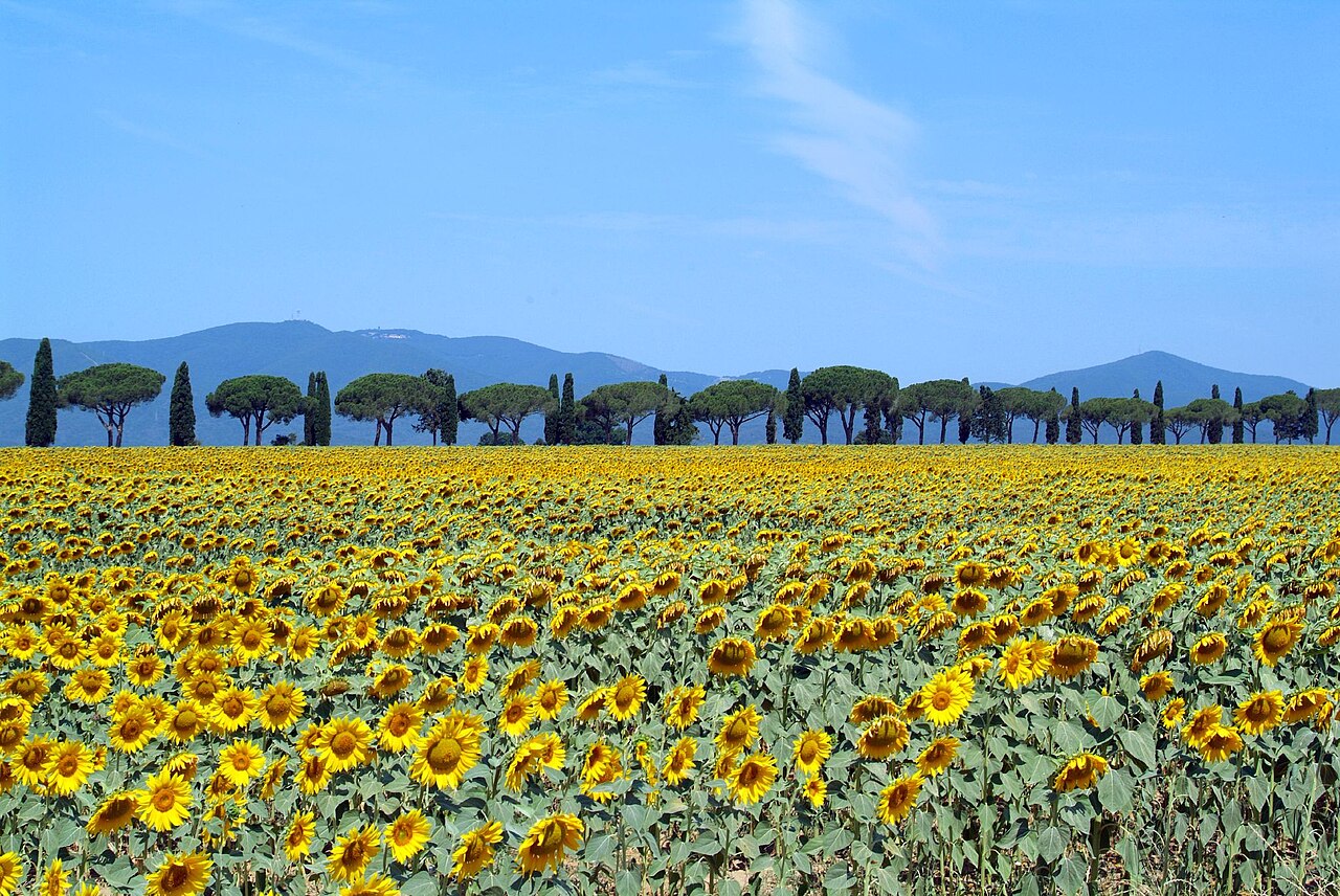 Sunflowers, a cheerful birthday flower