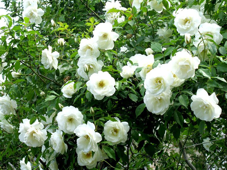 Sampaguita (Jasminum sambac), the Philippine national flower, in bloom
